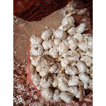 taille 5.5cm d&#39;ail blanc pur